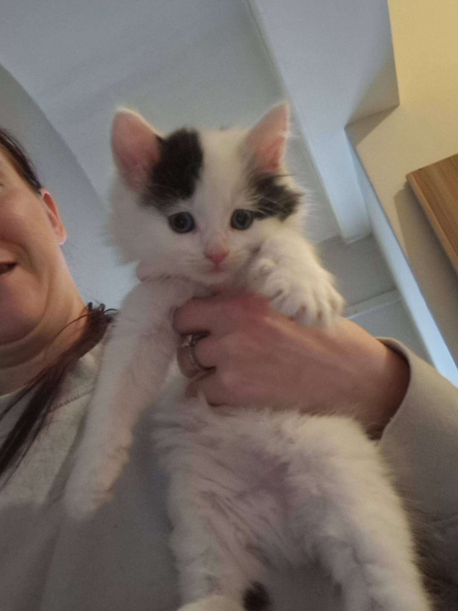 Ragdoll cross kittens READY NOW