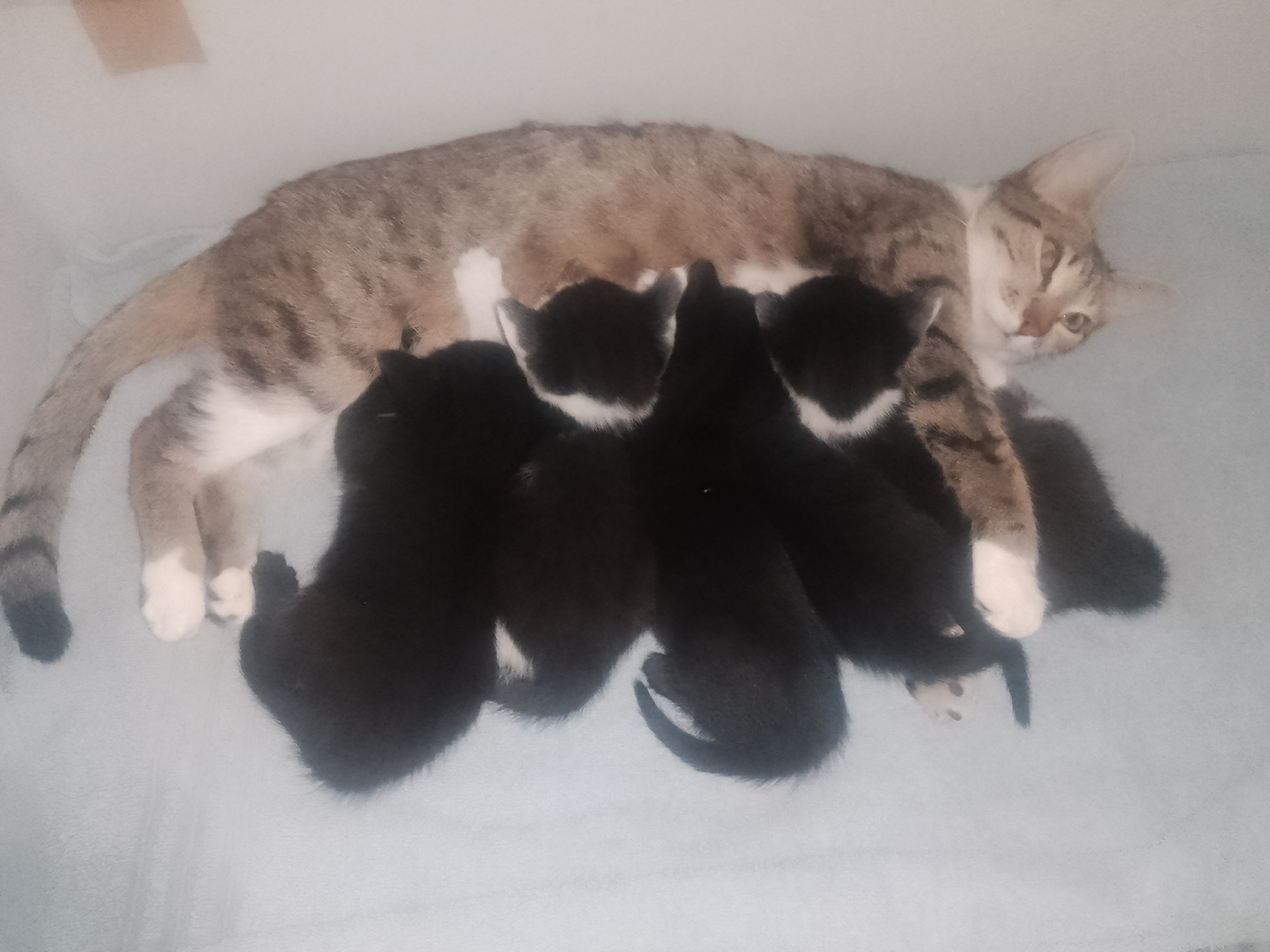 3 kittens available mixed breed shorthaired cross
