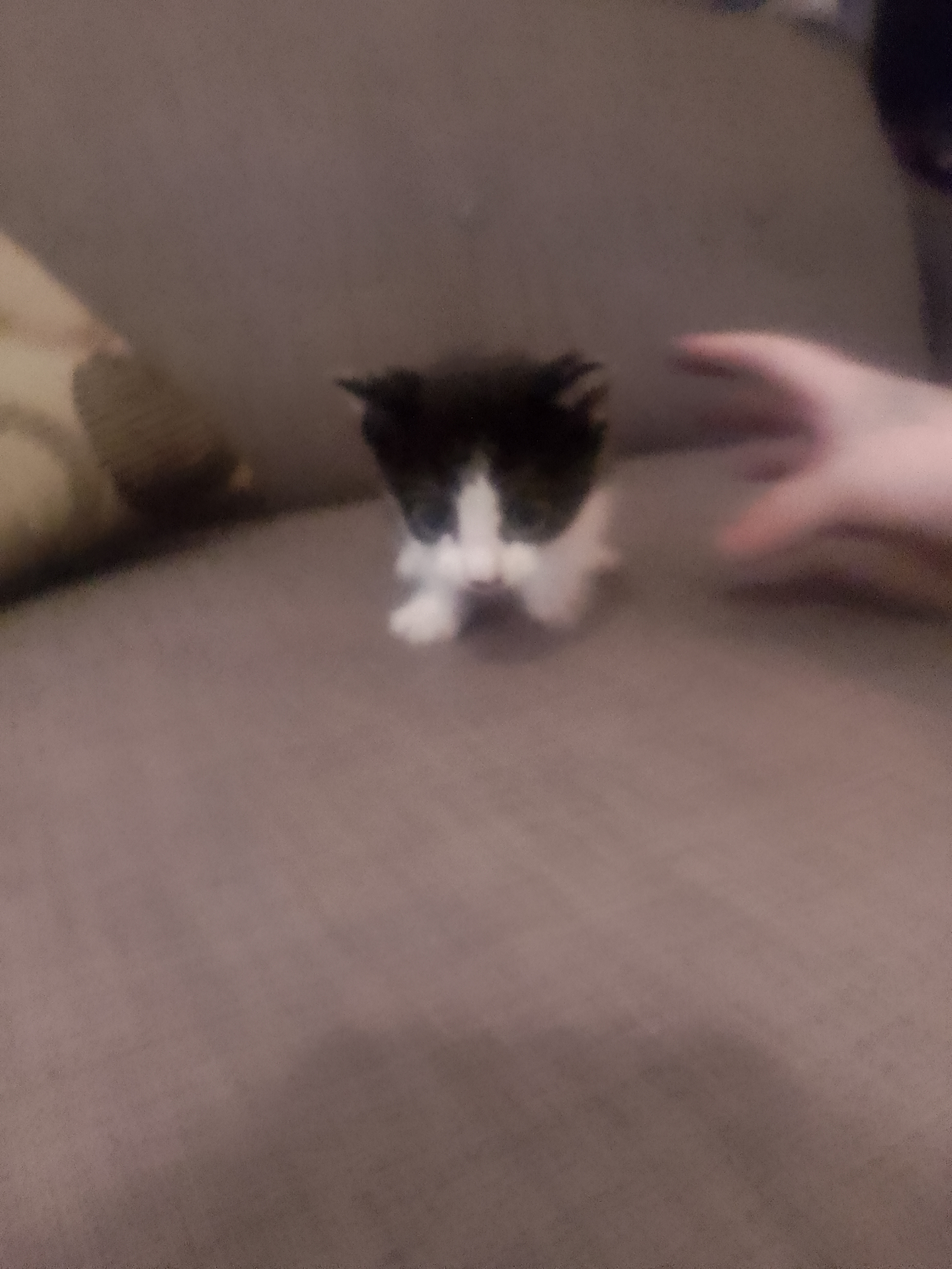 3 kittens available mixed breed shorthaired cross