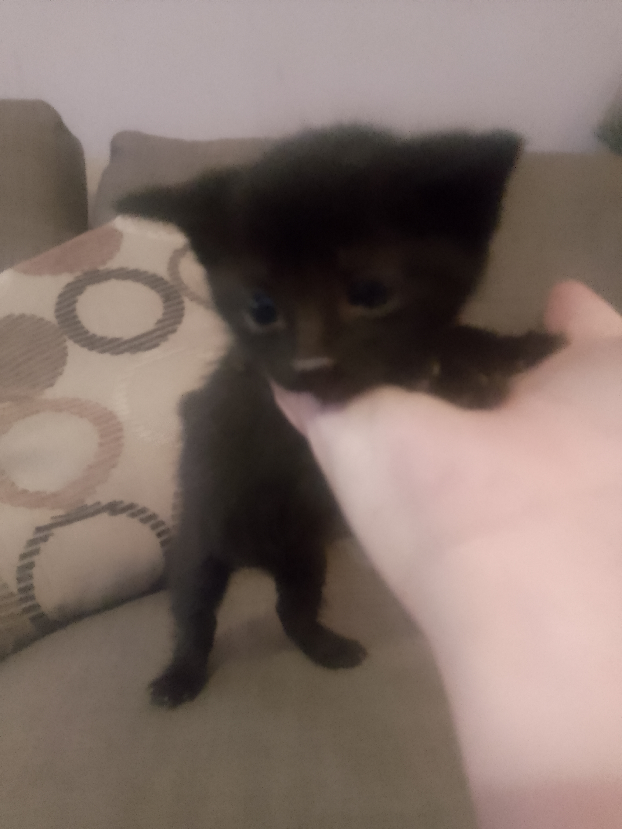 3 kittens available mixed breed shorthaired cross