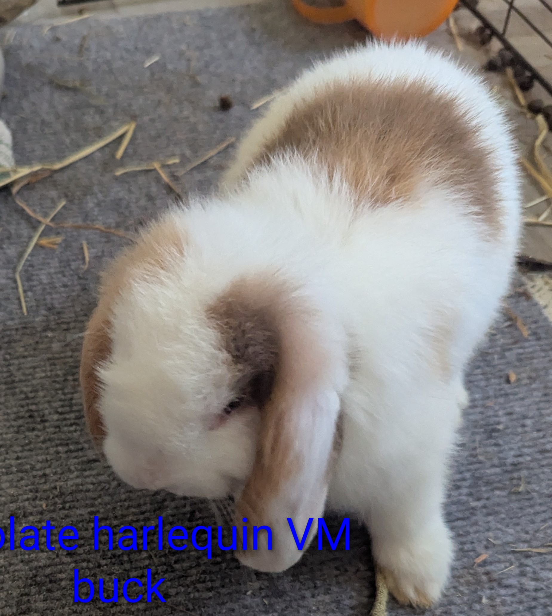 Pure bred mini lops