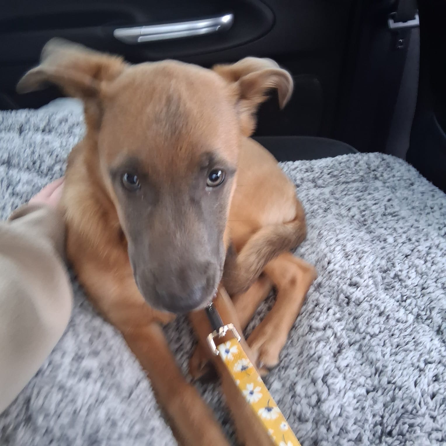 First & Only Litter &ndash; Belgian Malinois x Black Mouth Cur Puppies Only 2 Left 