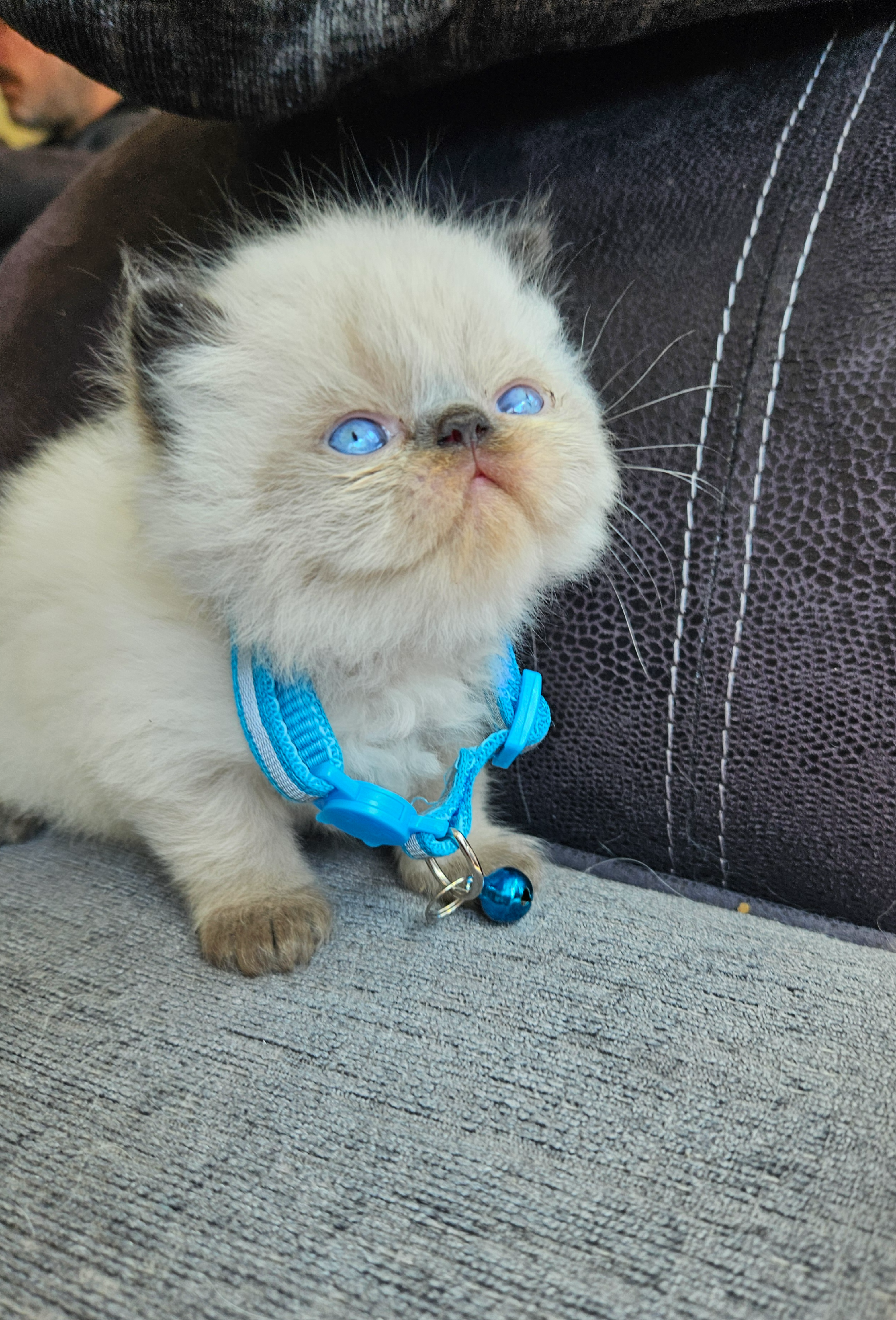 Stunning Pedigree Persian Kittens 