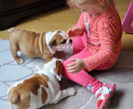 Quality wamputu attractive puppies