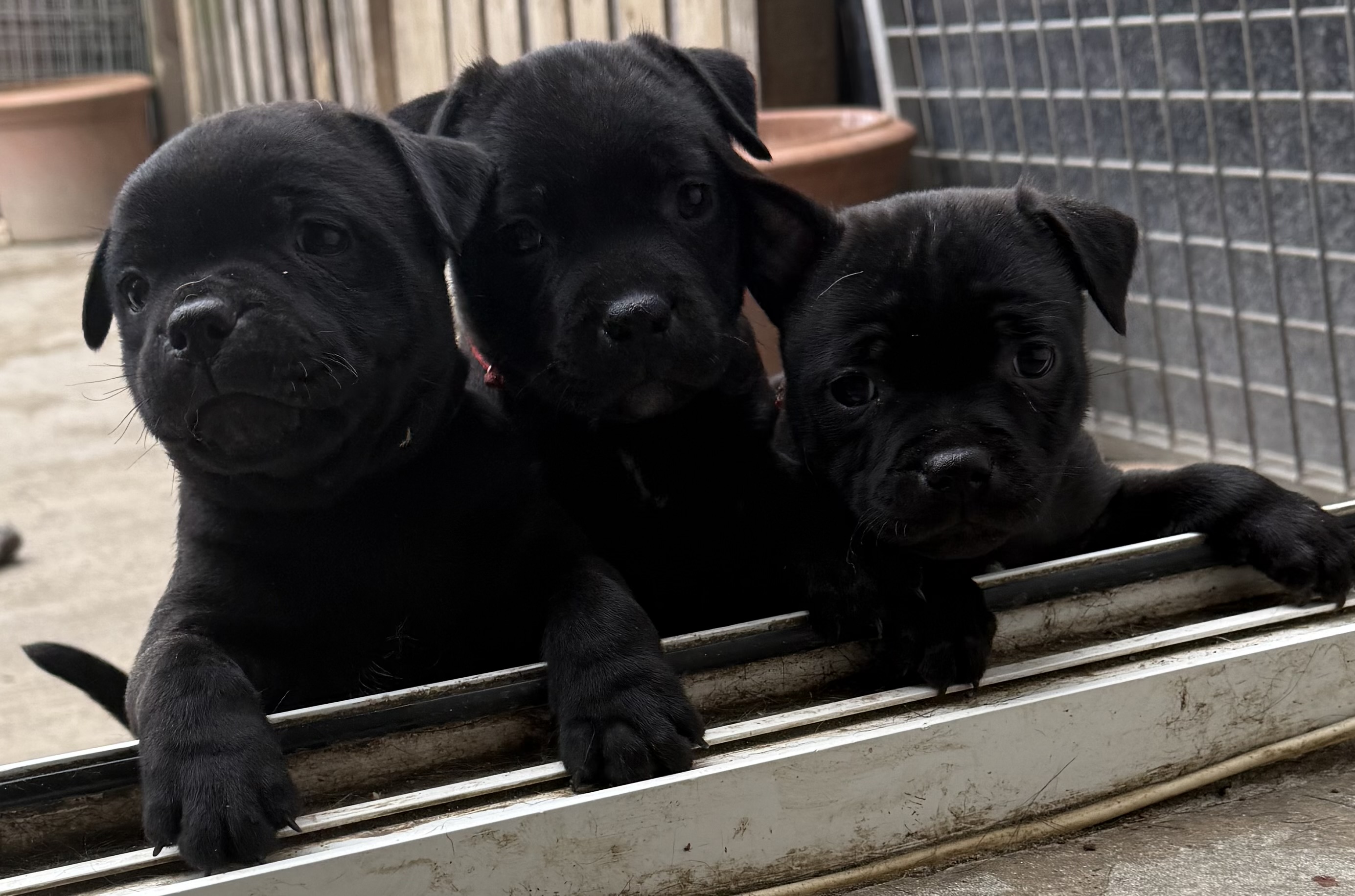 Amazing litter of Staffordshire Bull Terriers