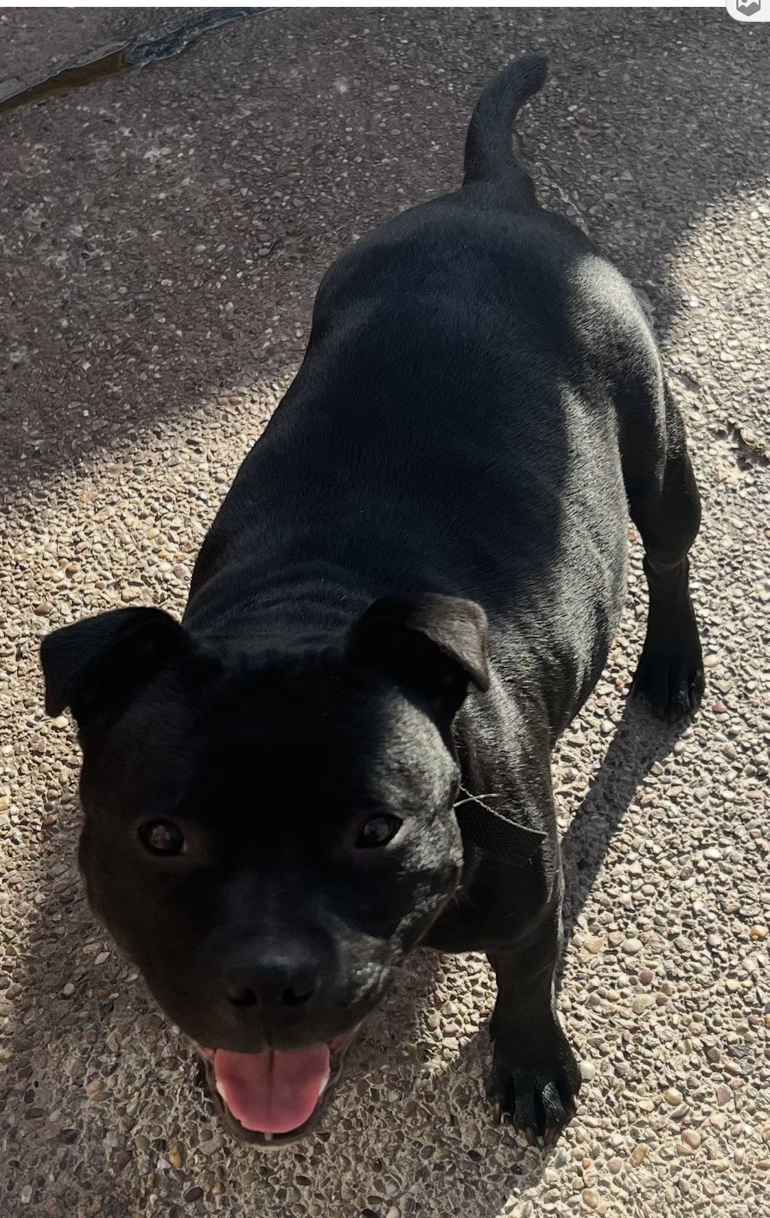 Amazing litter of Staffordshire Bull Terriers