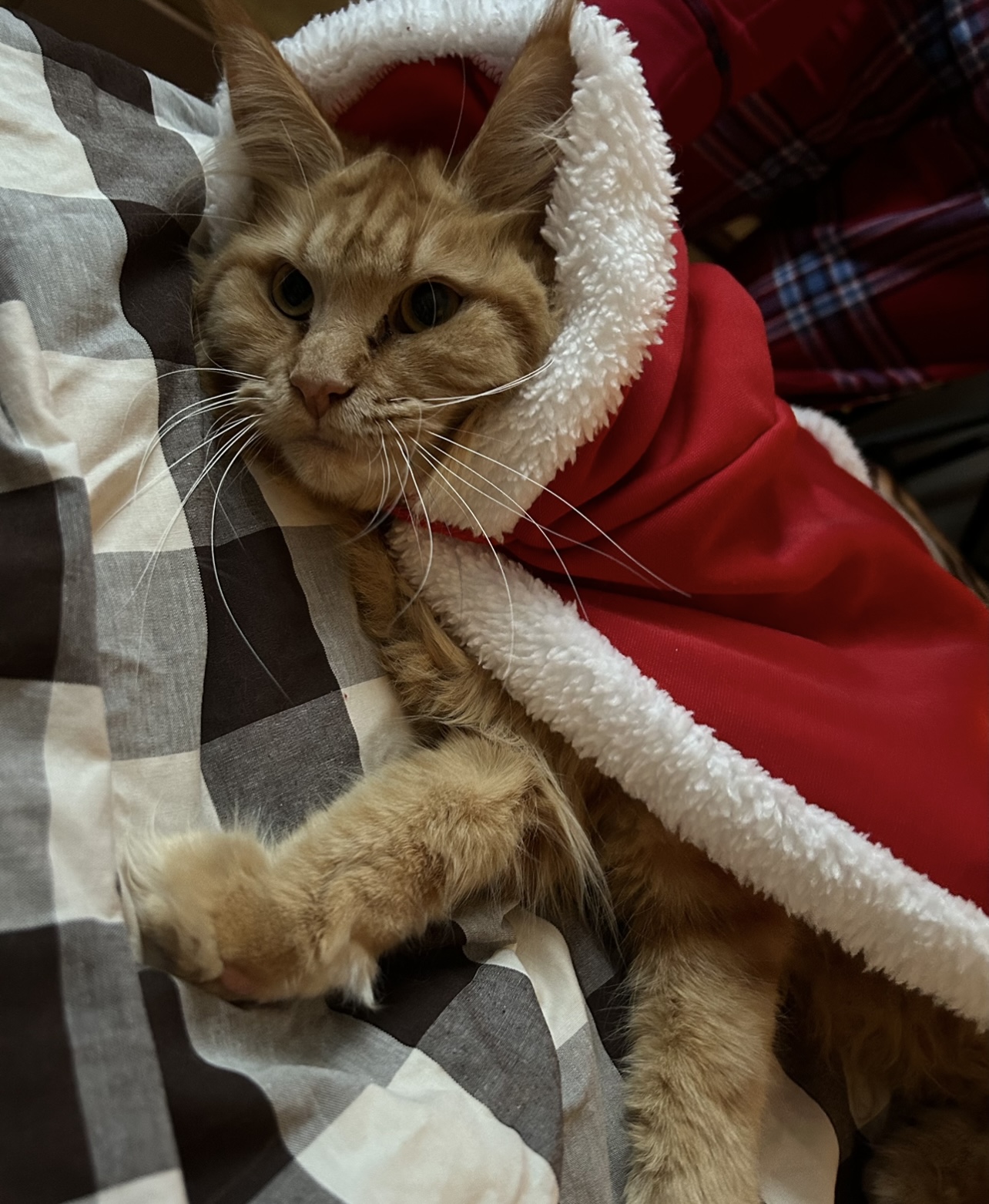 Bubita