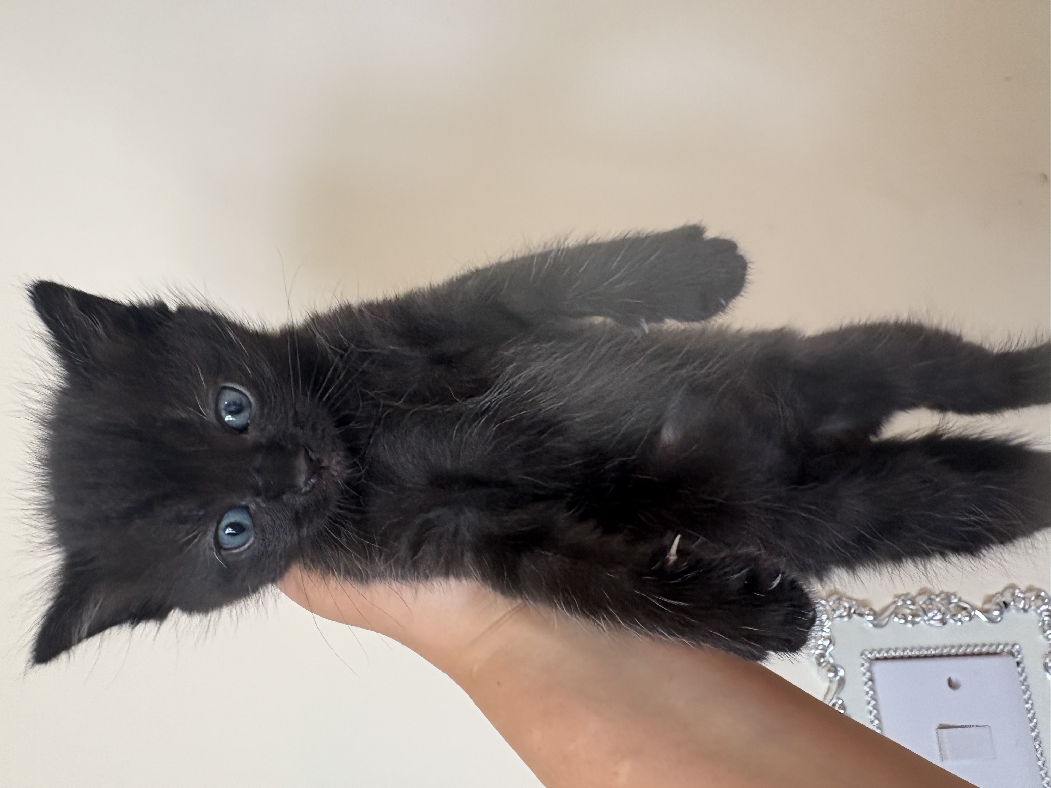 Ragdoll cross 