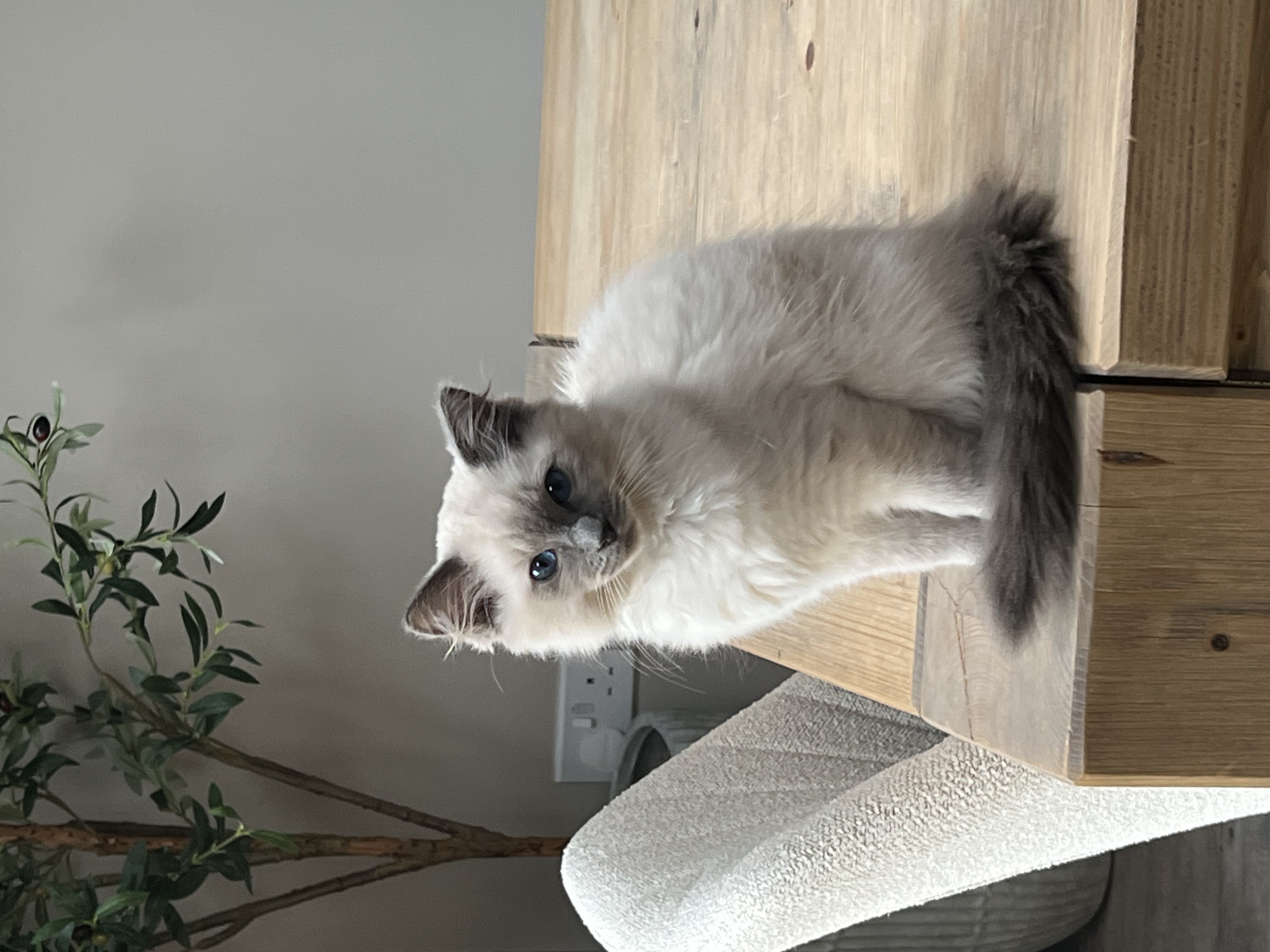 Beautiful male kitten