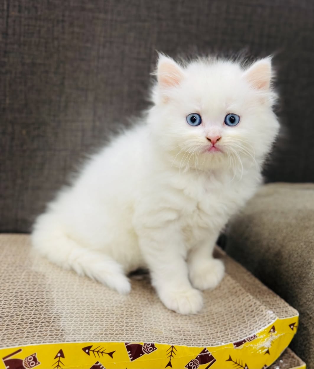 Sakisa amazing kittens 