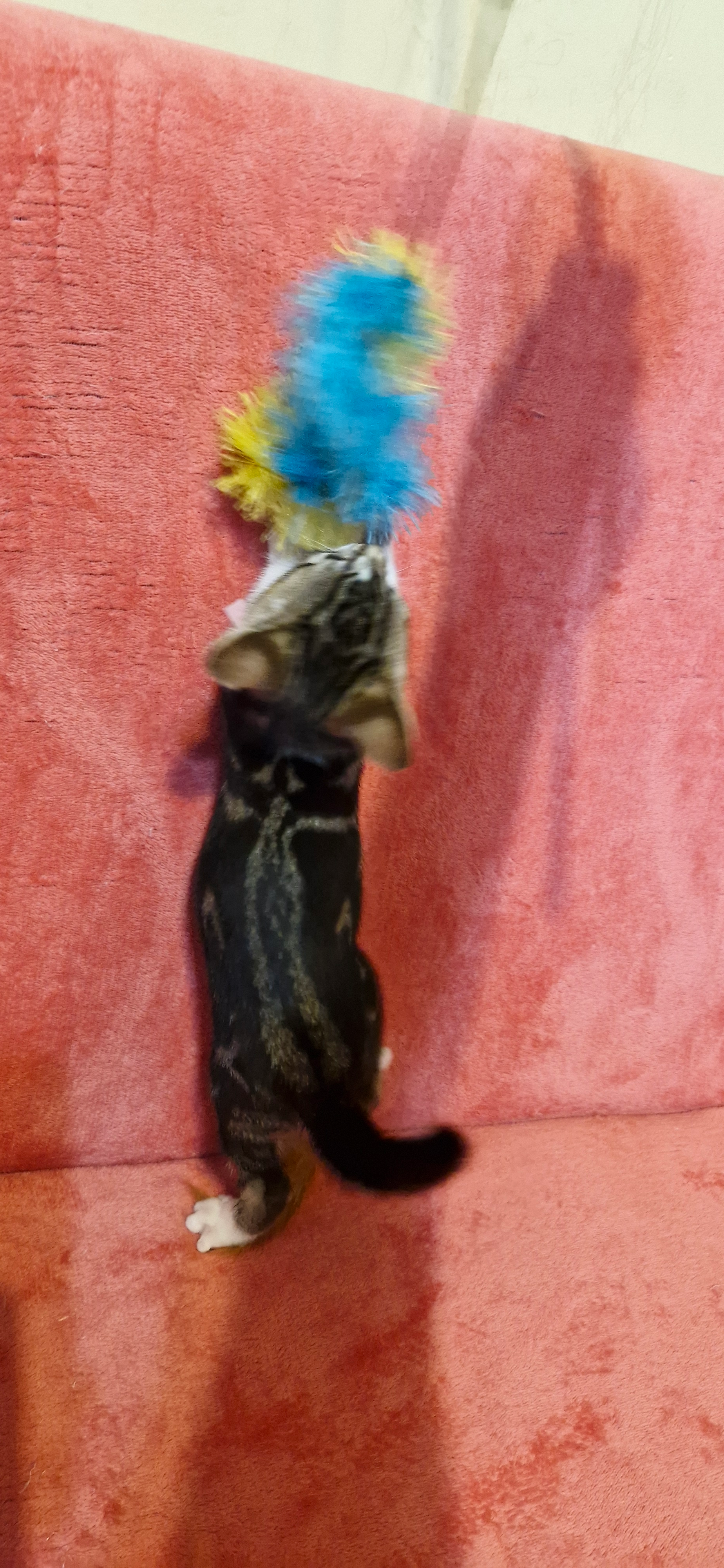 Bengal mix kittens for sale 