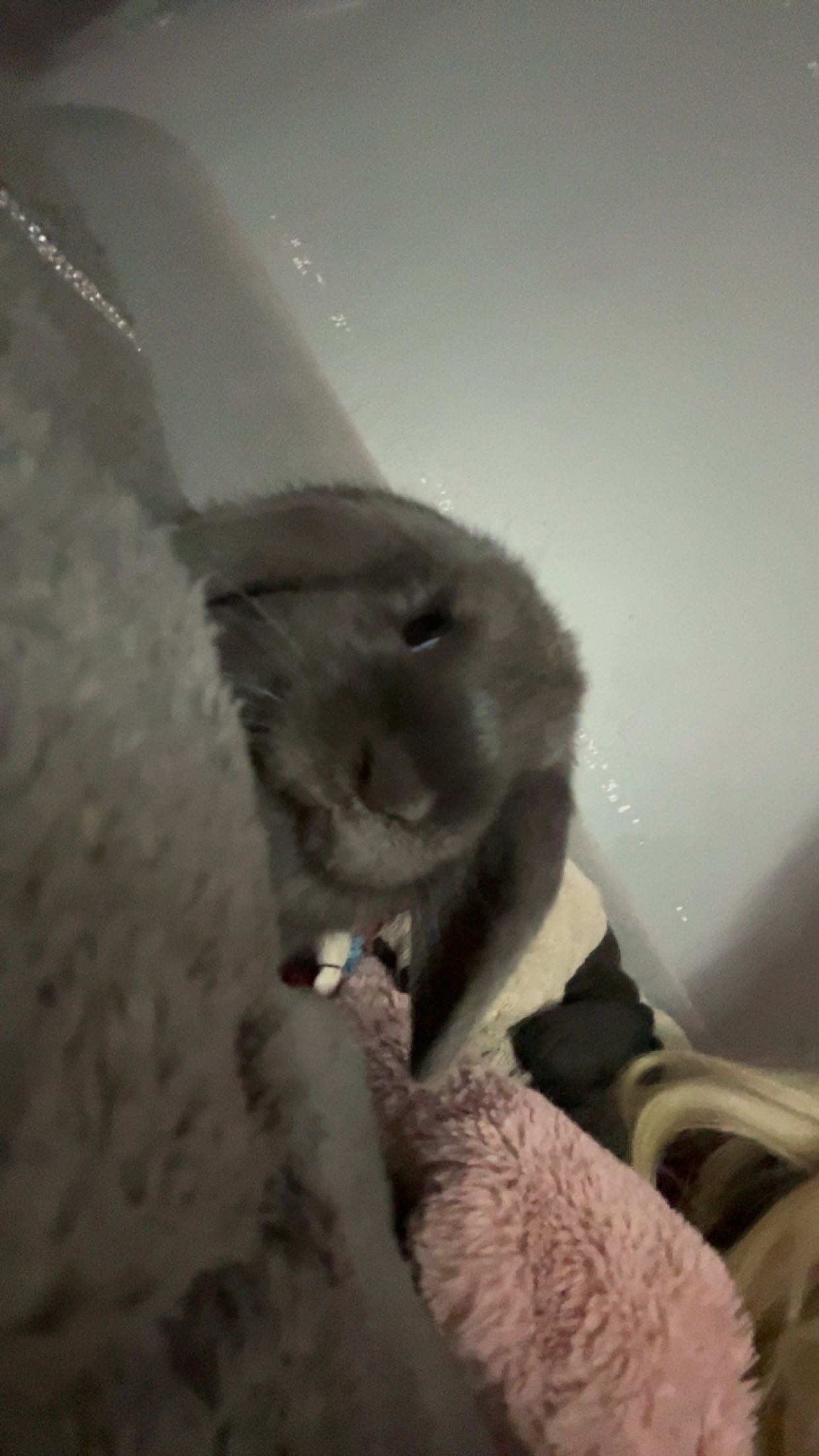 Two mini lop sisters 