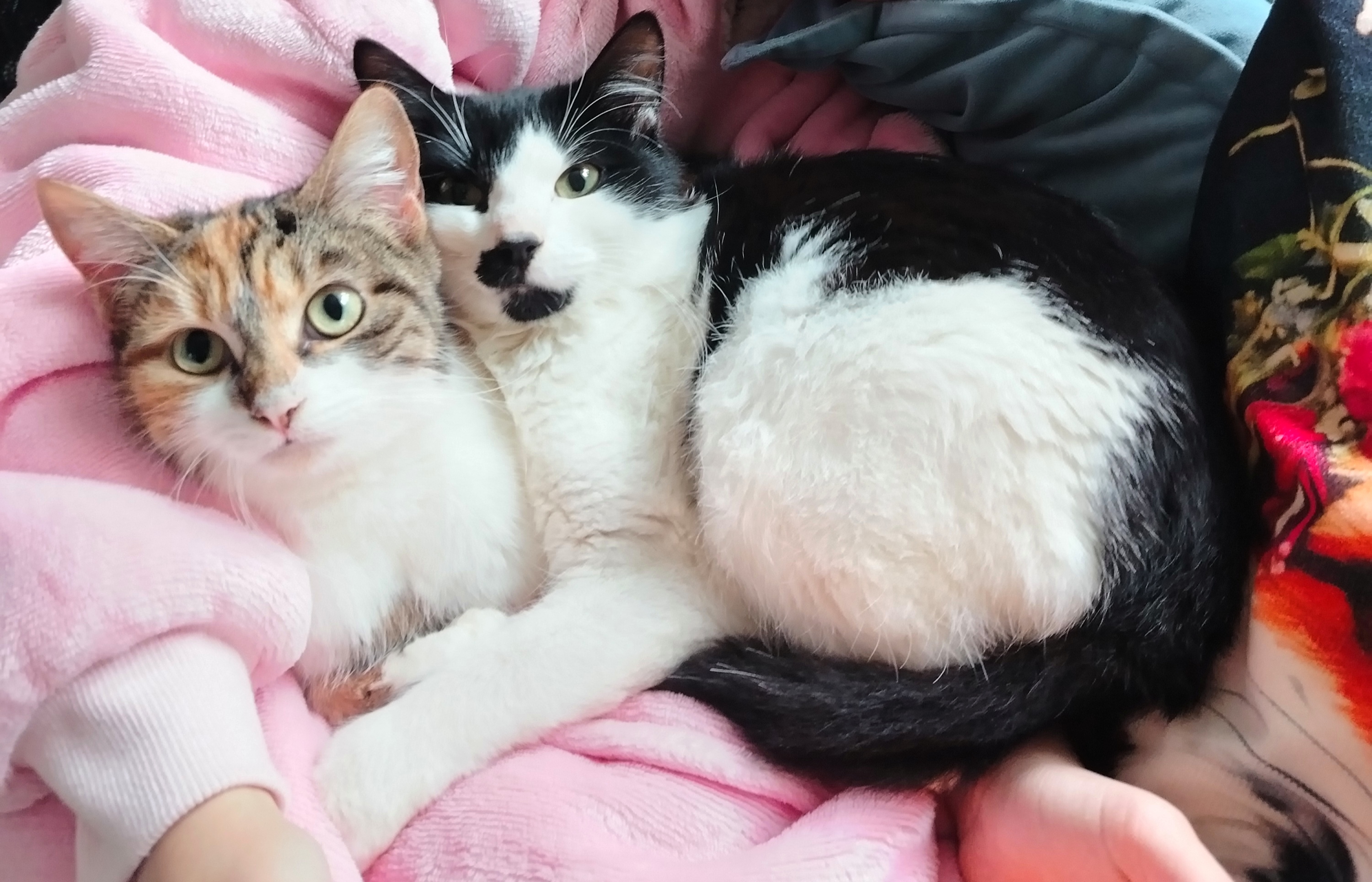 Female tabby cats