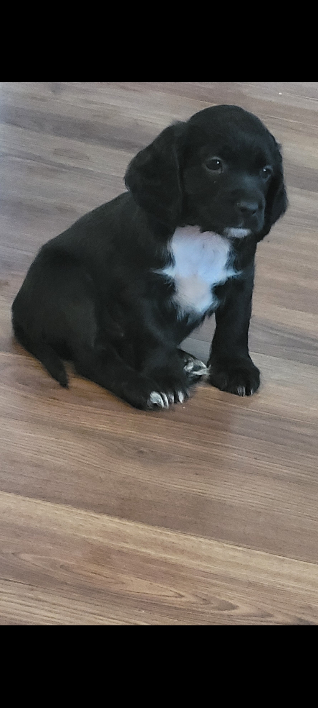 10 week old cocker spaniel 