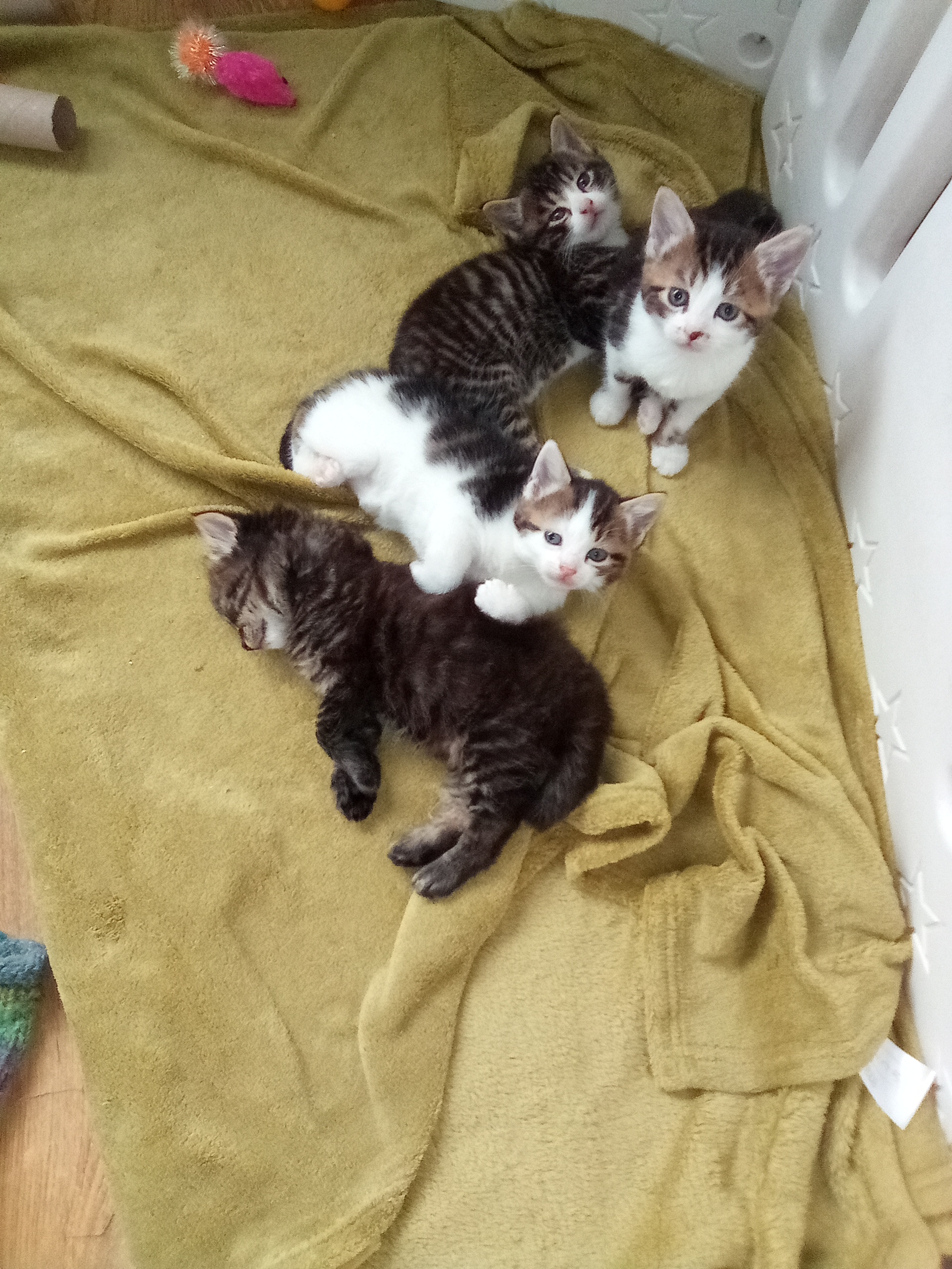Beautiful kittens looking for their forever loving homes 