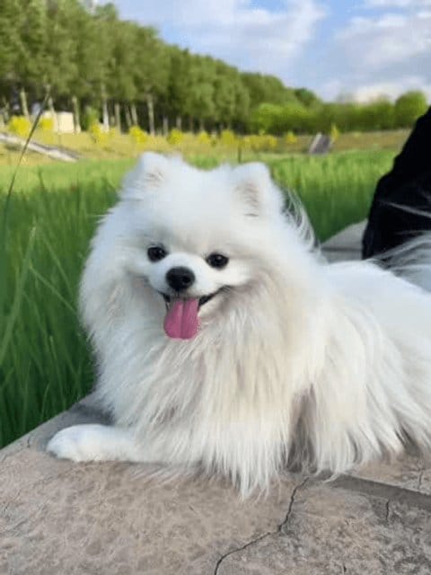 Cute White pomeranian