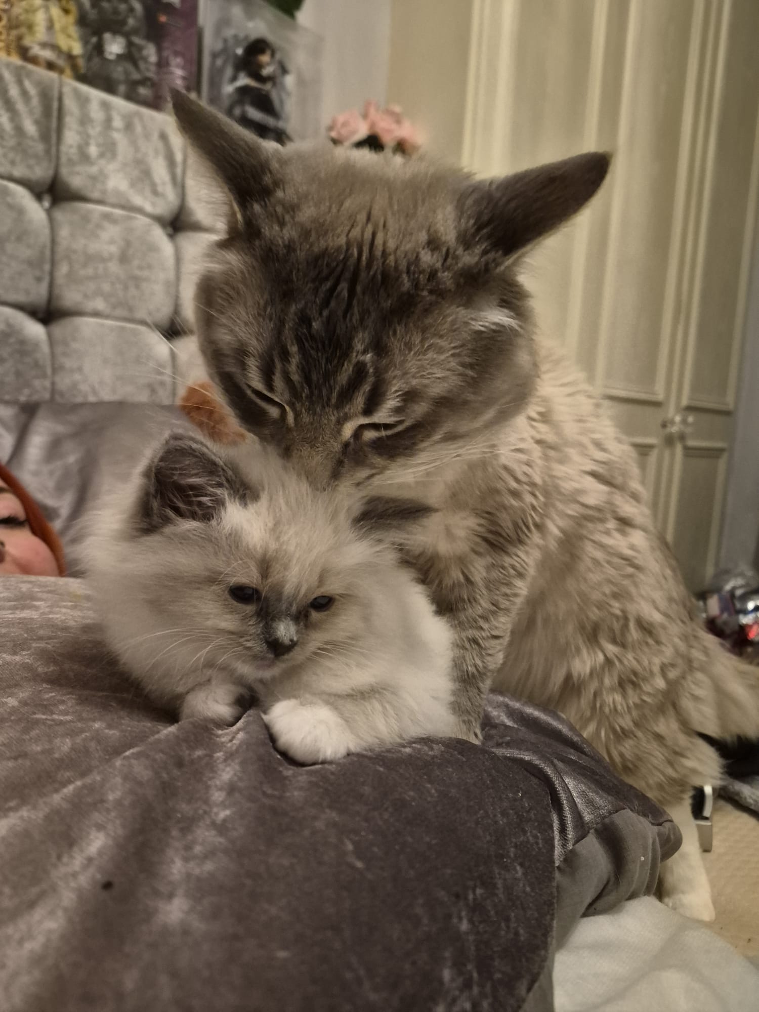 Purebred Ragdoll kittens