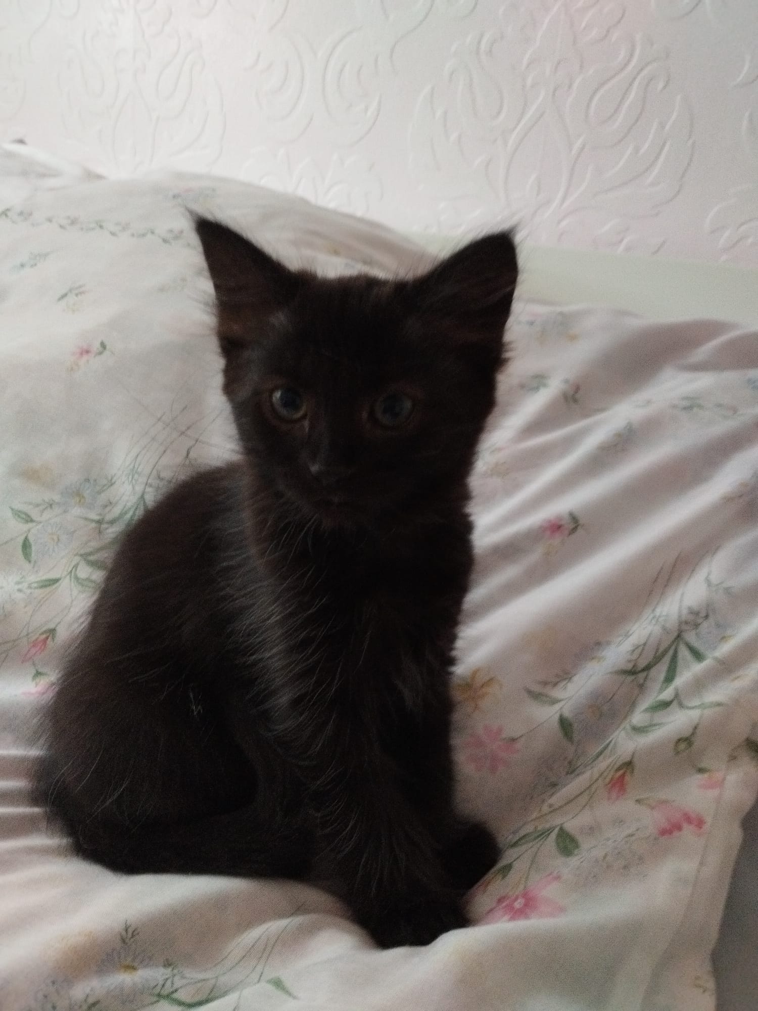 2 Kittens Ready for New Homes, 10 Weeks Old