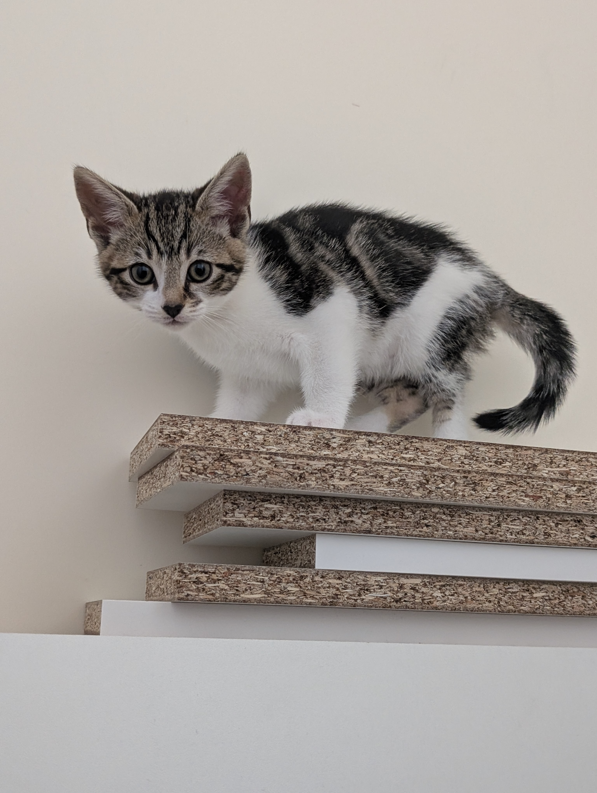 Beautiful Bengal and white mix kitten 12 weeks READY To LEAVE 