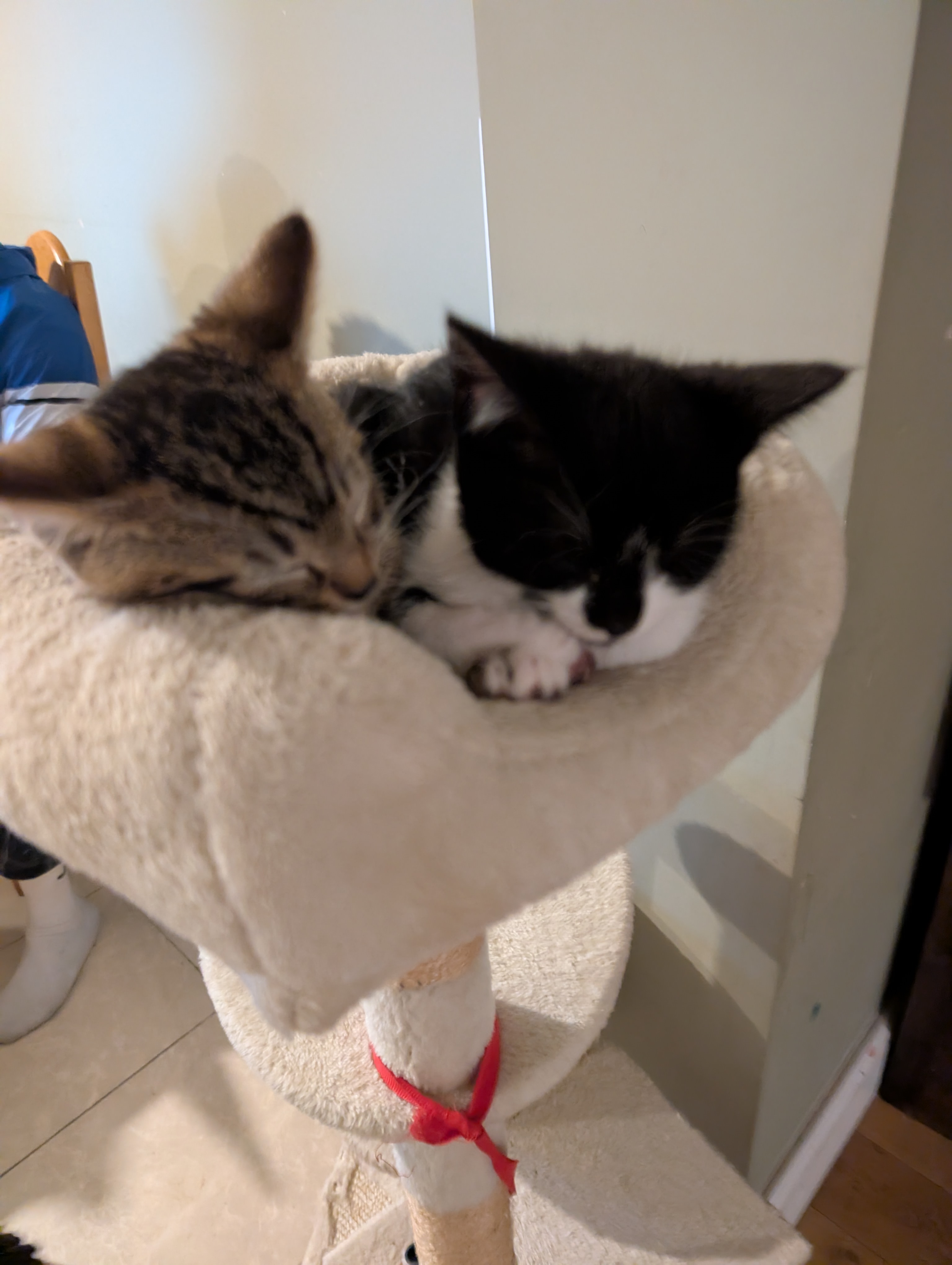 Black and white panda/ tuxedo Kitten 12 weeks ready to leave 