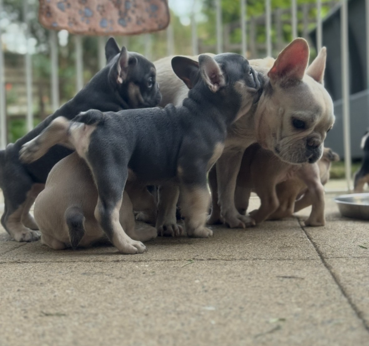 KC French Bulldog Puppies Lilac, Black Tan, Fawn reducie price for weekend