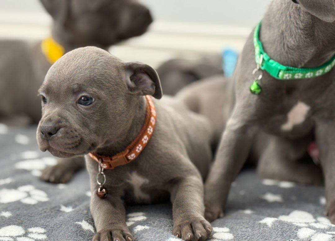Stunning  chunky staffy pups 