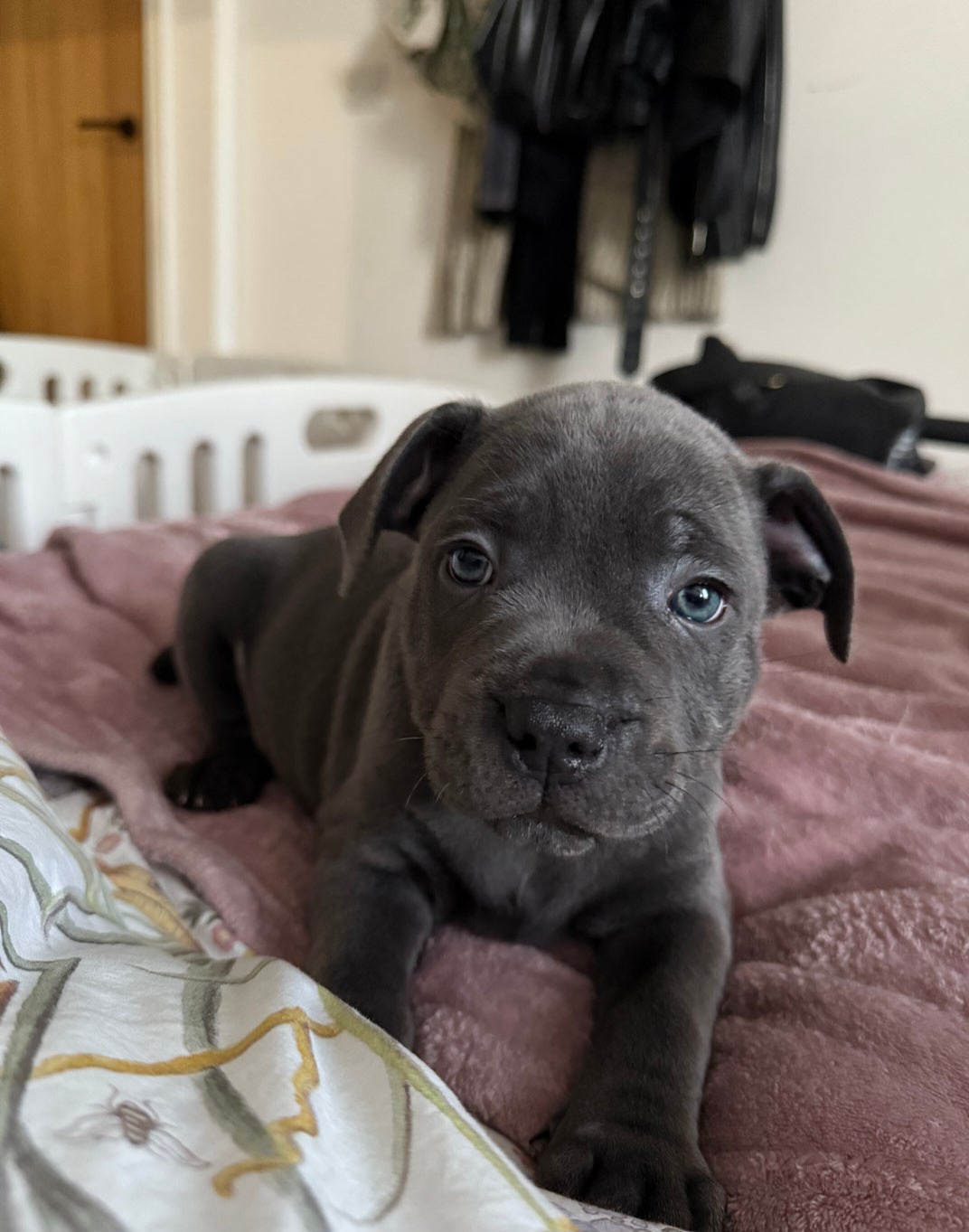 Staffordshire Bull Terrier puppies 