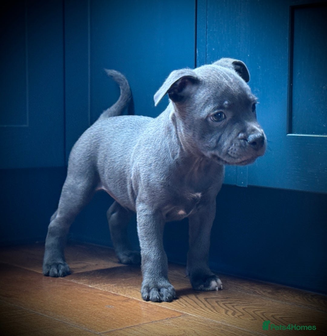 Stunning chunky  puppies 