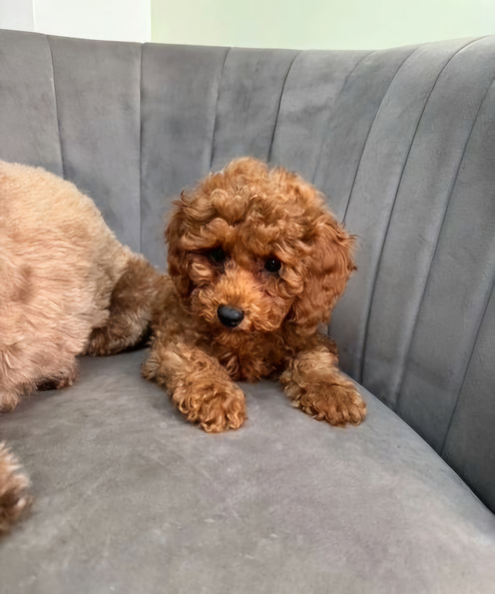 Beautiful  and stunning litters of cockapoo pups 