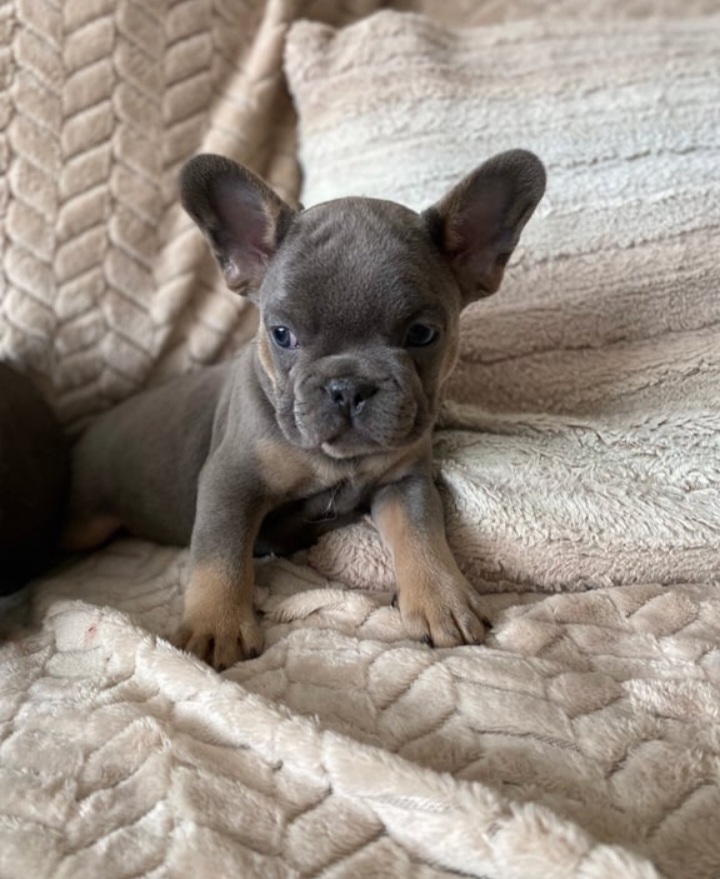 READY NOW Beautiful KC Registered French Bulldog puppies