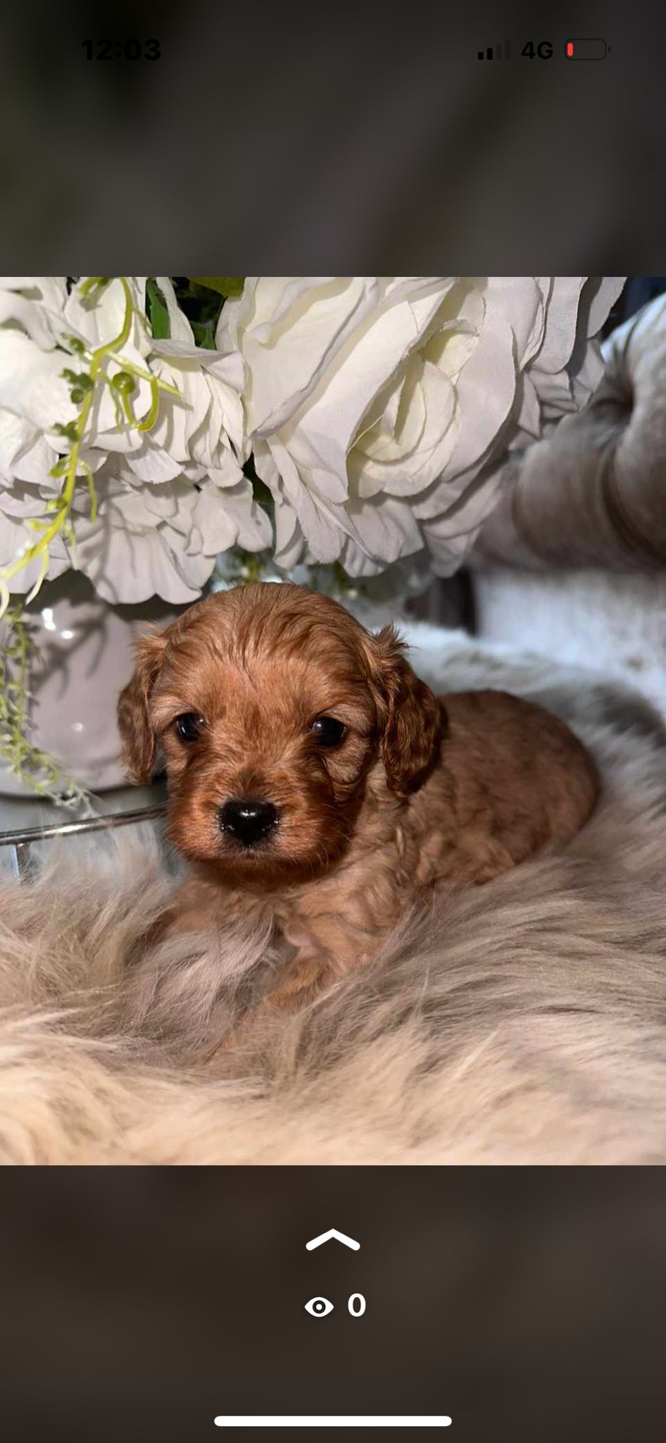 Beautiful Cavapoo puppies